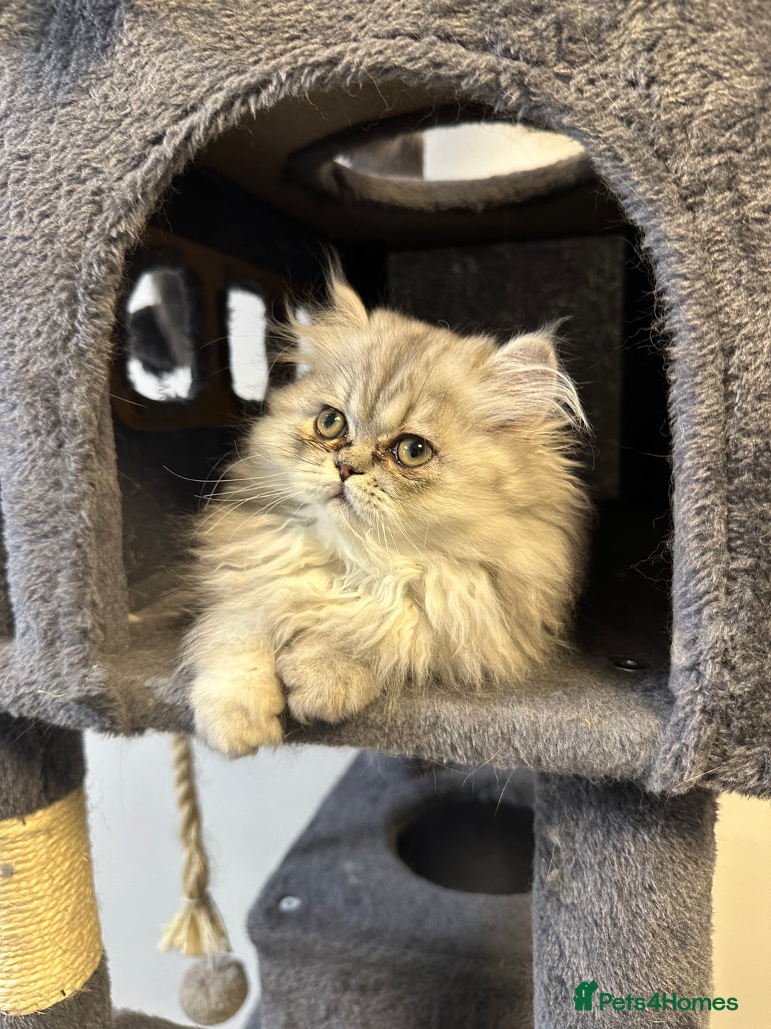 Persian cats for sale: Beautiful Persian x Exotic Kittens - Now Ready! - Image 4