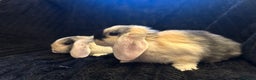 Mini Lop rabbits for sale: Mini lops  - Advert 9