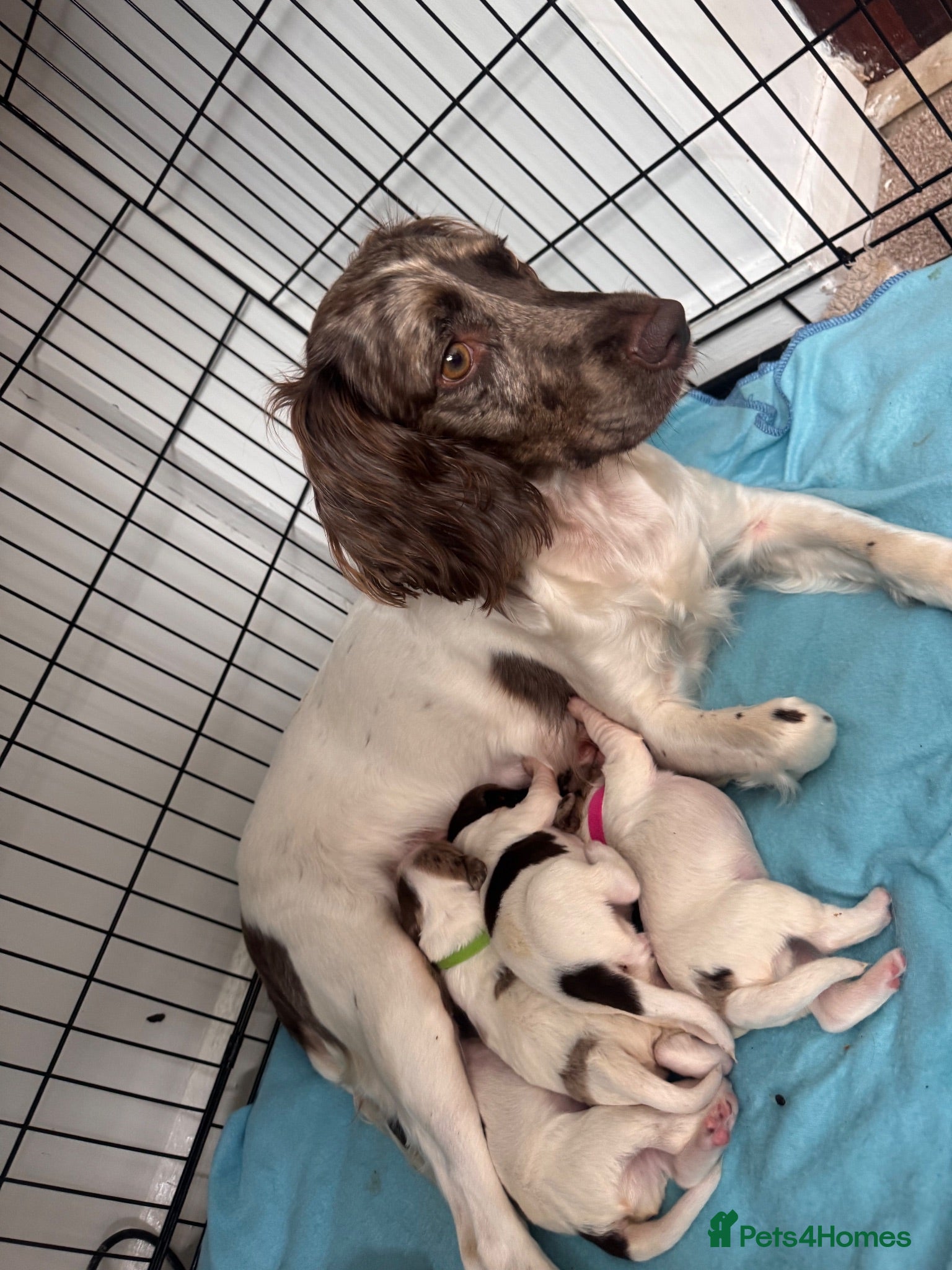 English Springer Spaniel dogs 🐾 Beautiful Springer Spaniel Puppies - Advert 2