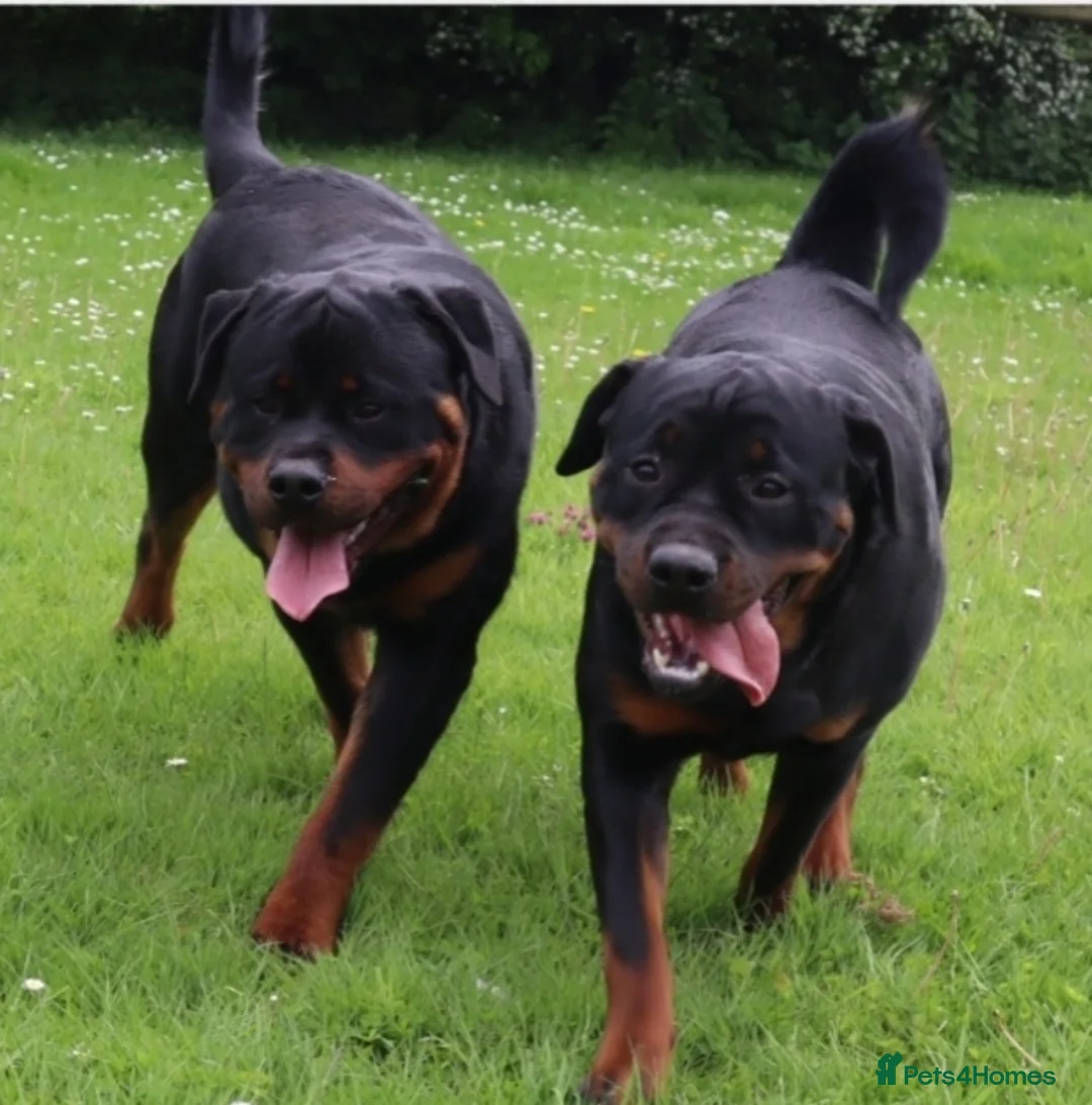Rottweiler dogs for stud: Kc Registered, proven, health tested stud in Wisbech - Advert 7