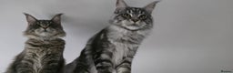 Maine Coon cats for stud: maine coon stud in Coventry - Advert 3
