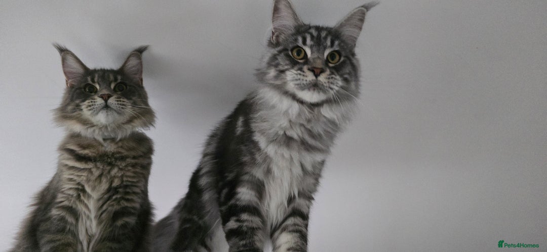 Maine Coon cats for stud: maine coon stud in Coventry - Advert 3