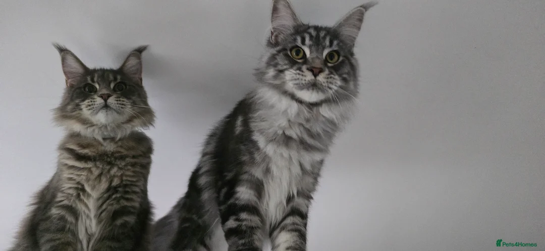 Maine Coon cats for stud: maine coon stud in Coventry - Advert 6