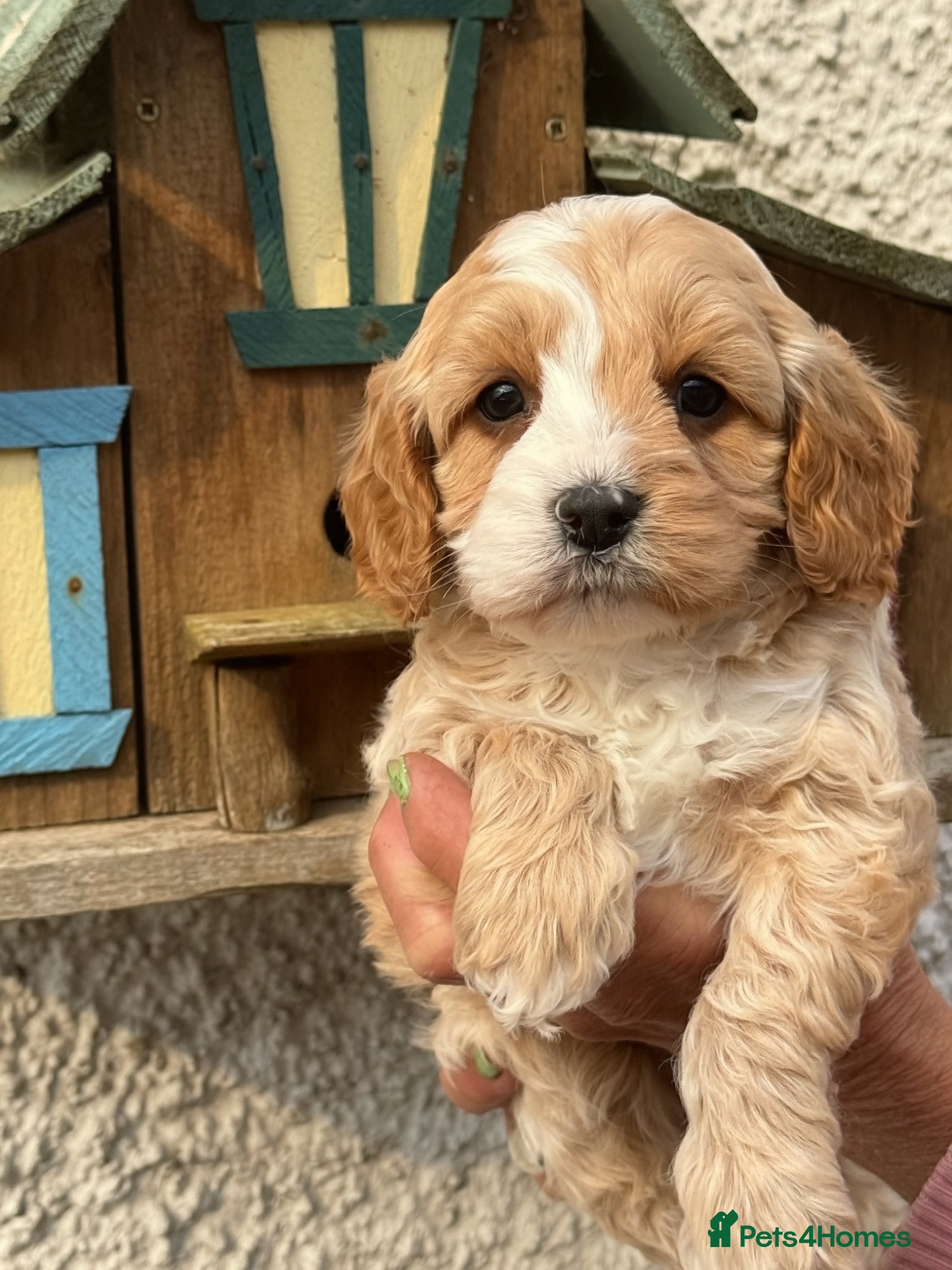 Cavapoo dogs Stunning F1 Cavapoo Boy - Advert 1