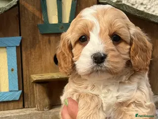 Cavapoo dogs Stunning F1 Cavapoo Boy - Advert 2