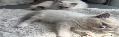 Ragdoll 1