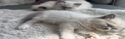 Ragdoll cats for sale: 💙 Beautiful Pure Ragdoll Kittens 💙 in Romford - Advert 2