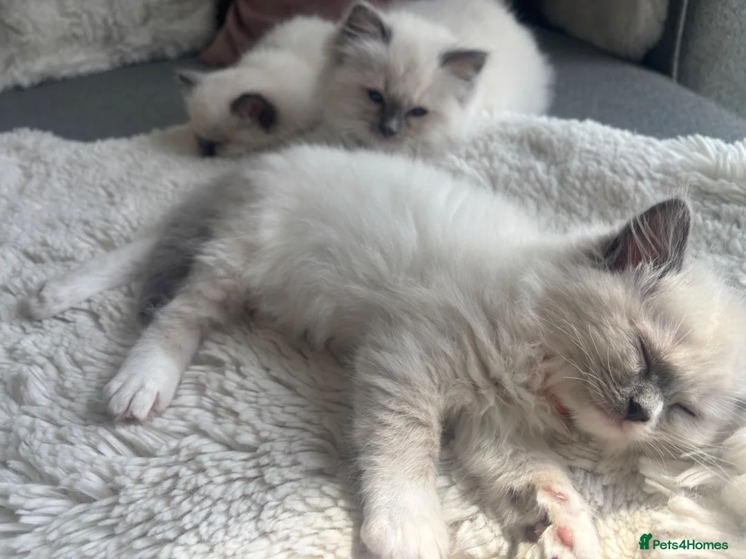 Ragdoll cats for sale: 💙 Beautiful Pure Ragdoll Kittens 💙 in Romford - Advert 2