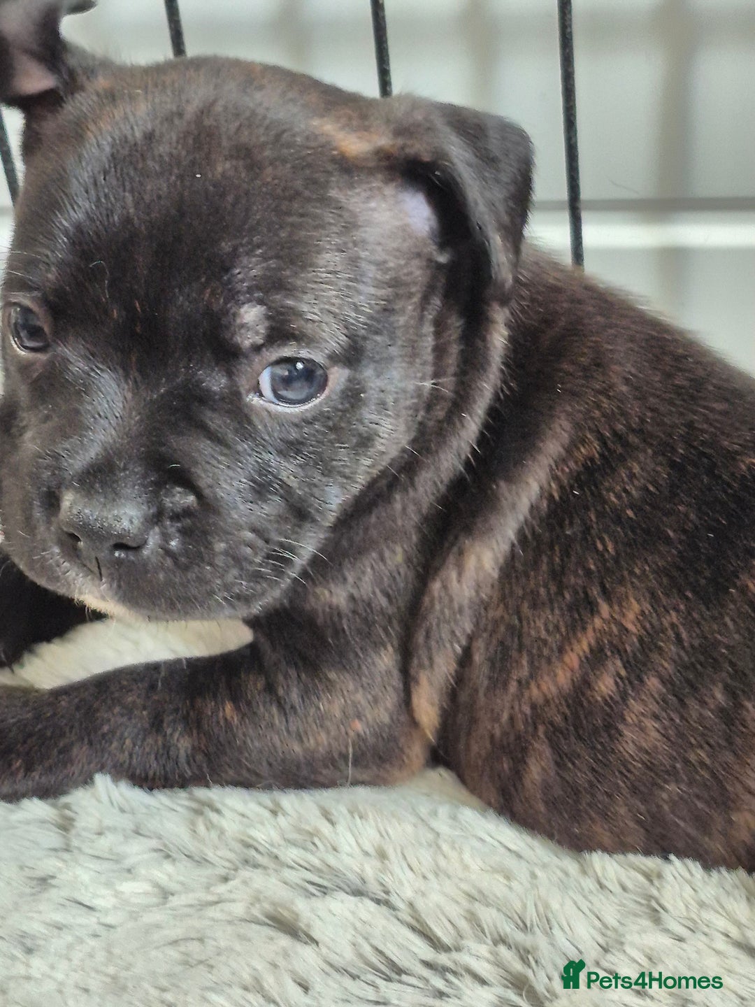 Staffordshire Bull Terrier dogs for sale: DNA HEALTH TESTED STAFFIE PUPPIES, BAER HEARING  - Advert 19