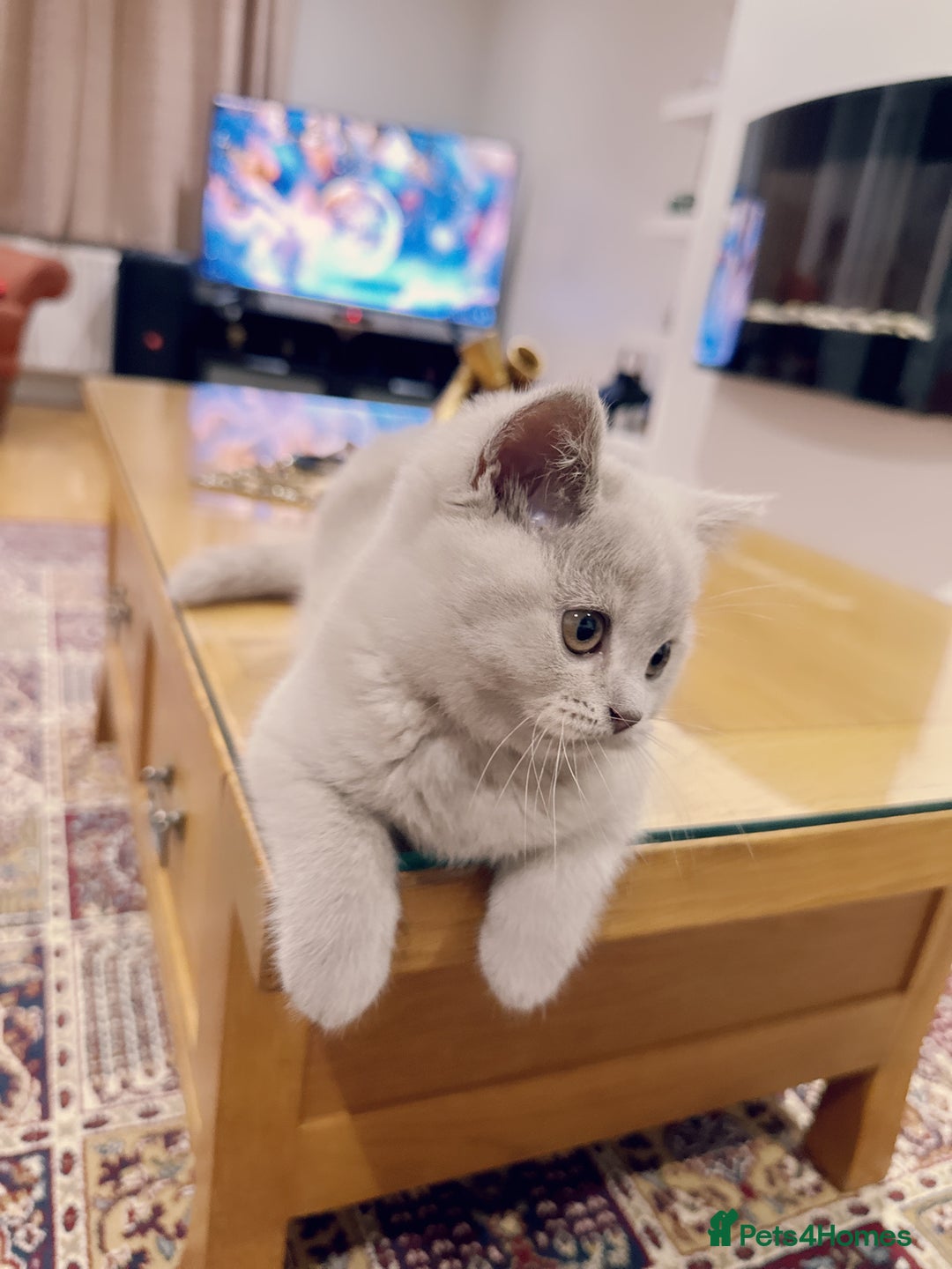 British Shorthair cats for sale: 2 female British short hair - Advert 11