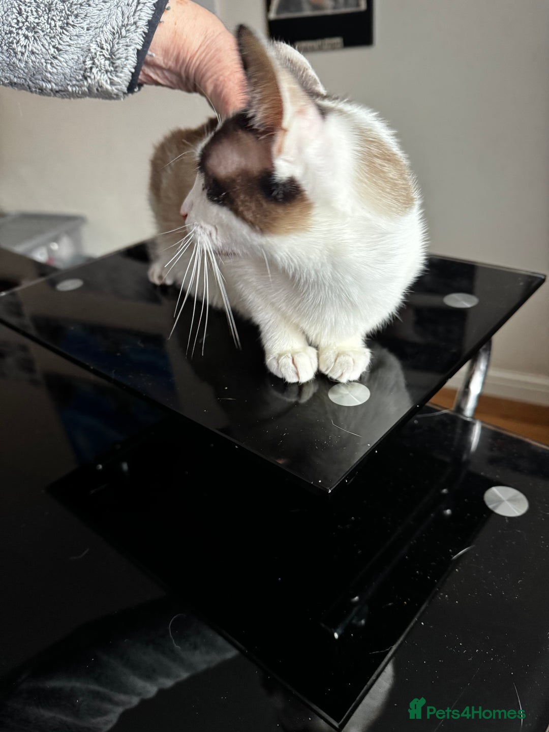 Siamese cats for sale: Siamese snowshoe female cat for sale - Advert 7