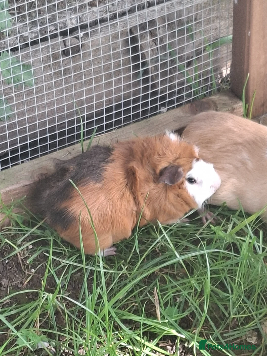 Guinea Pig rodents for sale: Male Guinea Pig , lovely colours - Advert 1