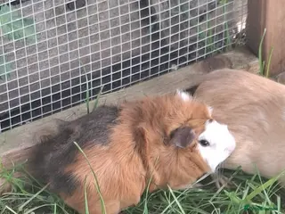Guinea Pig rodents Male Guinea Pig , lovely colours - Advert 1