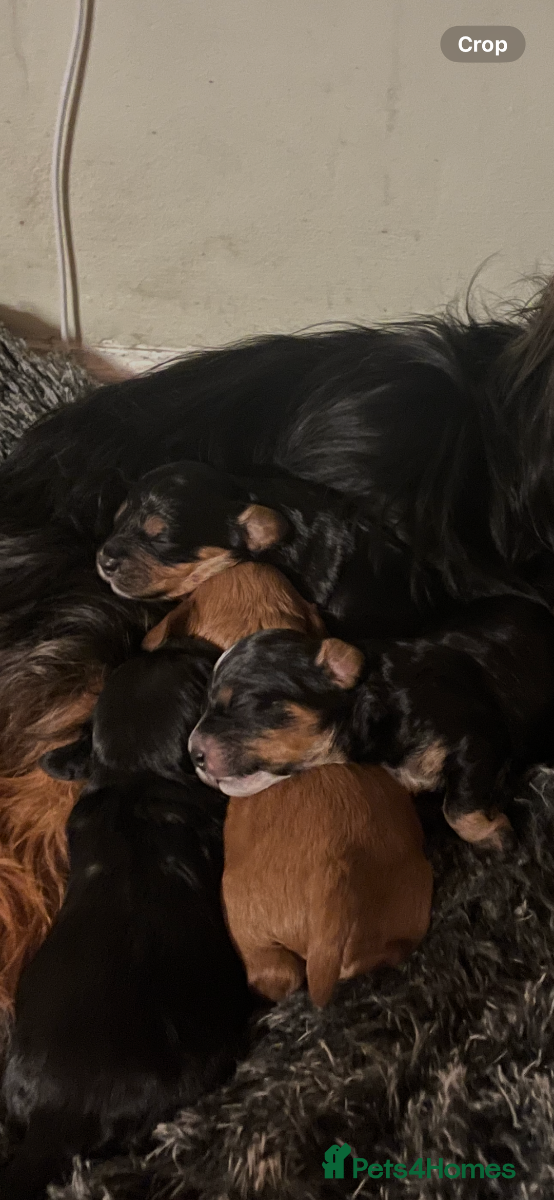 Cavapoo dogs for sale: Cavapoo - Advert 15