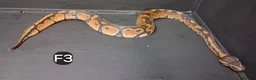 Python Snake reptiles for sale: Royal Pythons Male and Females  - Advert 16