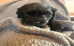 Mixed Breed dogs for sale: SprockerPoo Puppies ready 16/12 - Advert 4