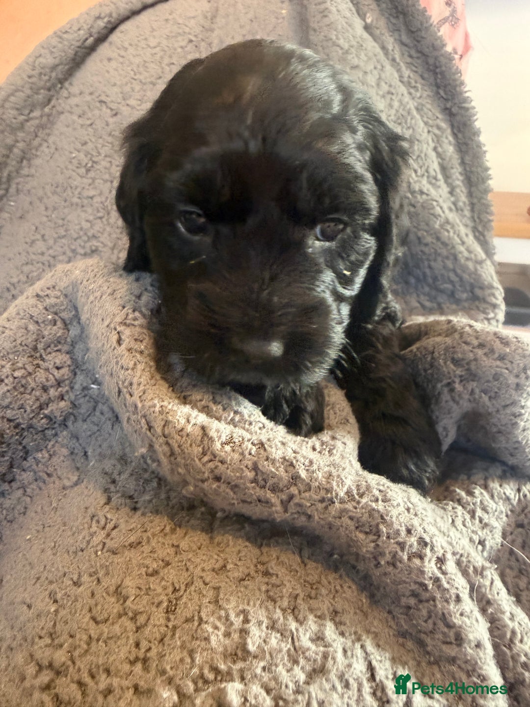 Mixed Breed dogs for sale: SprockerPoo Puppies ready 16/12 - Advert 4