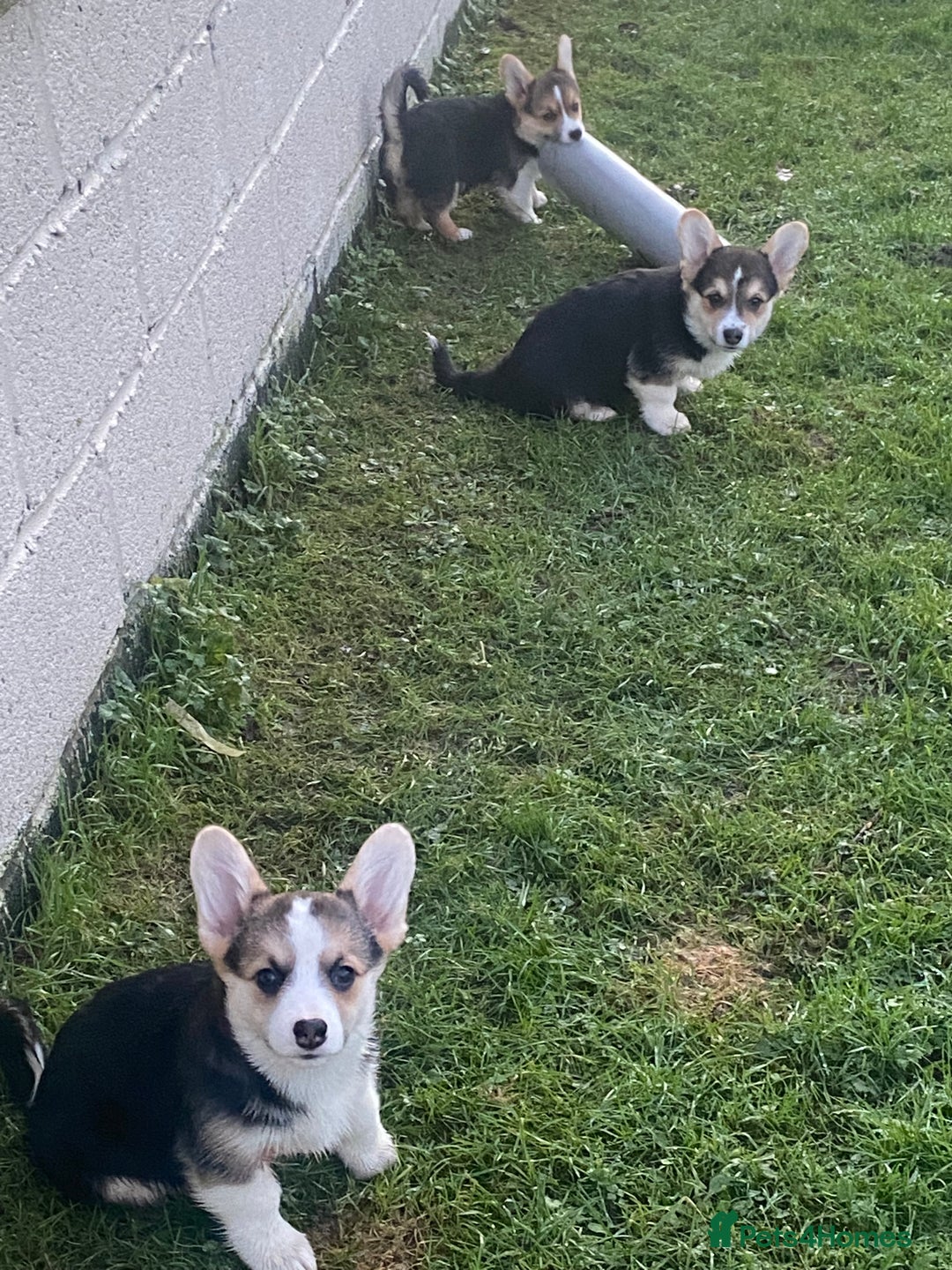 Welsh Corgi Pembroke dogs for sale: 7 Beauitful Corgi Puppies - Advert 16