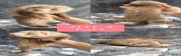 Ferret rodents for sale: PEDIGREE ANGORA FERRETS READY 4/7/26 - Advert 3
