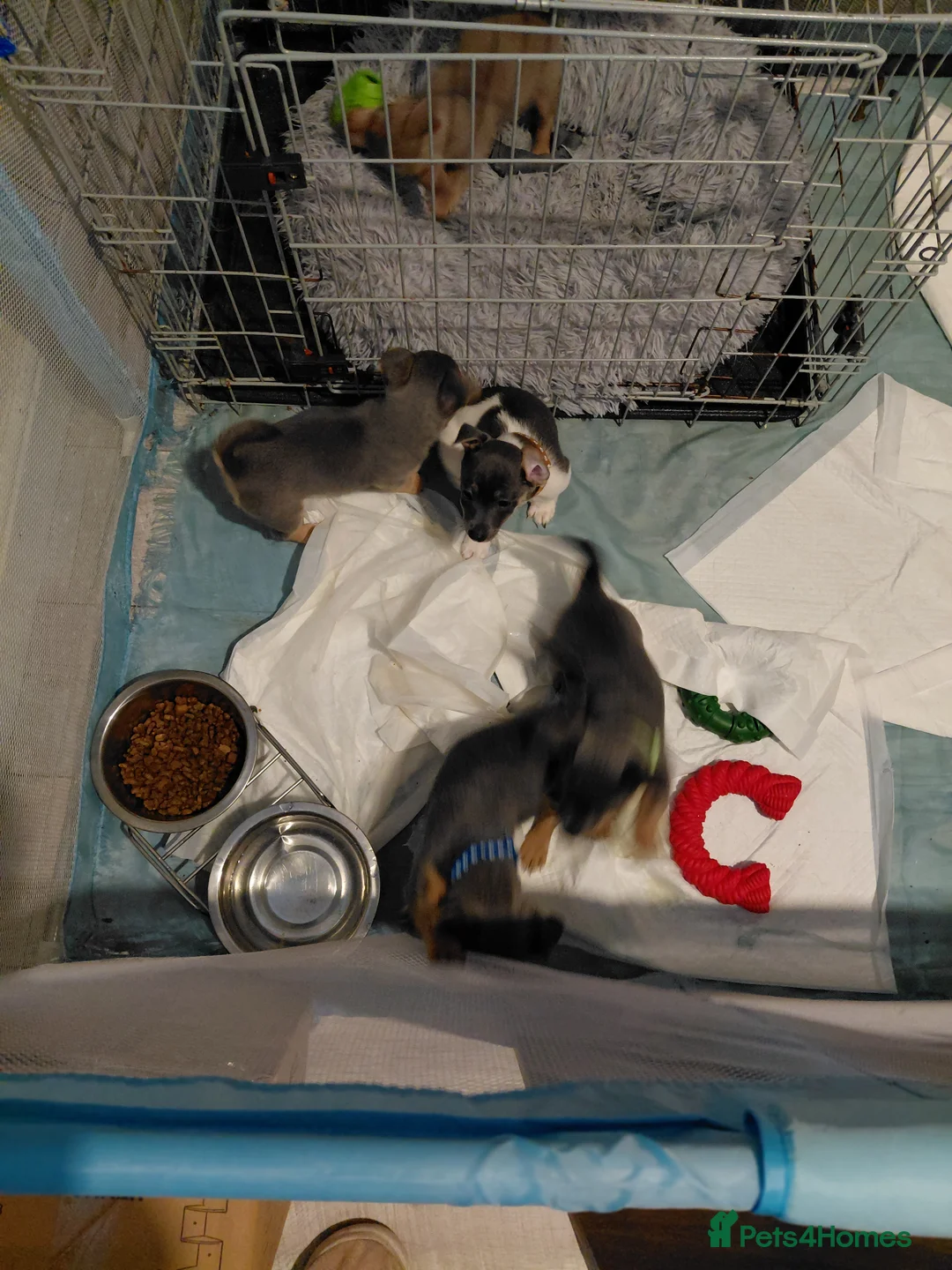 Jack Russell dogs for sale: 4 stunning miniture jack russell puppies for sale  - Advert 2