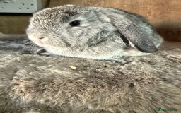 Mini Lop rabbits for sale: 3 mini lop rabbit girls available now - Image 8