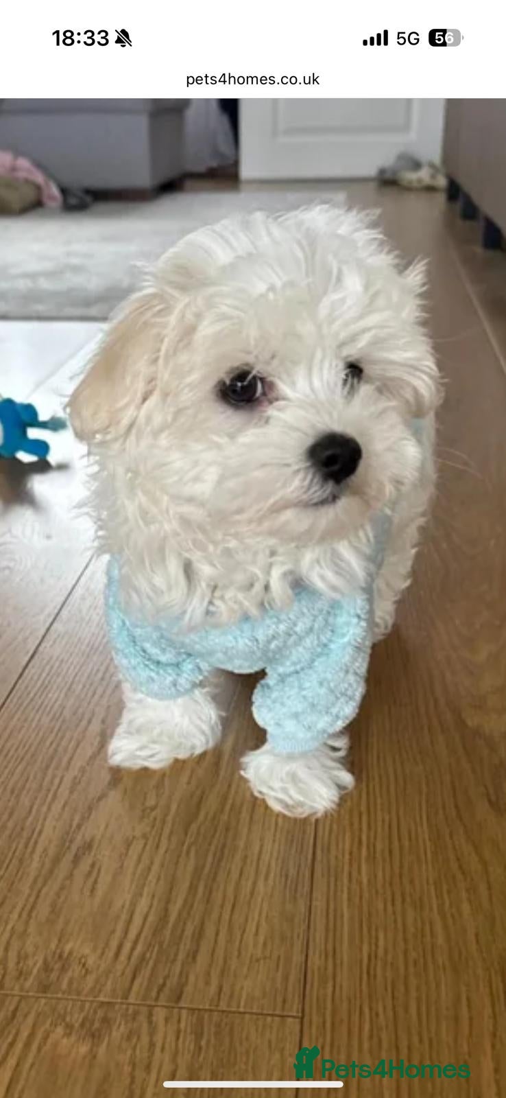 Maltese dogs Maltese puppy - Advert 16