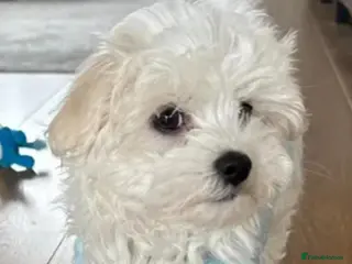 Maltese dogs Maltese puppy - Advert 16