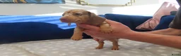 Miniature Dachshund dogs for sale: 4 boy’s beautiful miniature dachshund puppies  - Advert 18