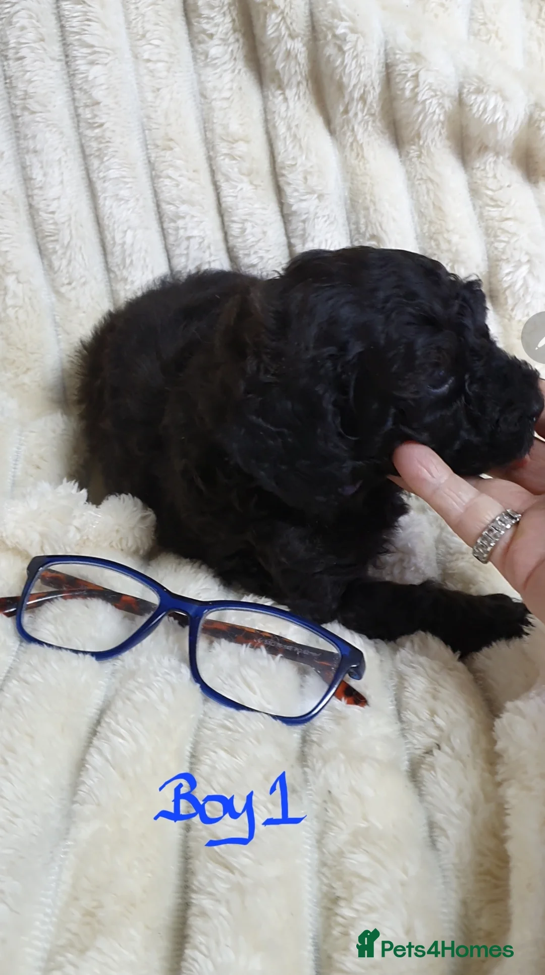 Toy Poodle dogs for sale: Tiny Toy Poodle puppies ready to leave 1st March - Advert 18