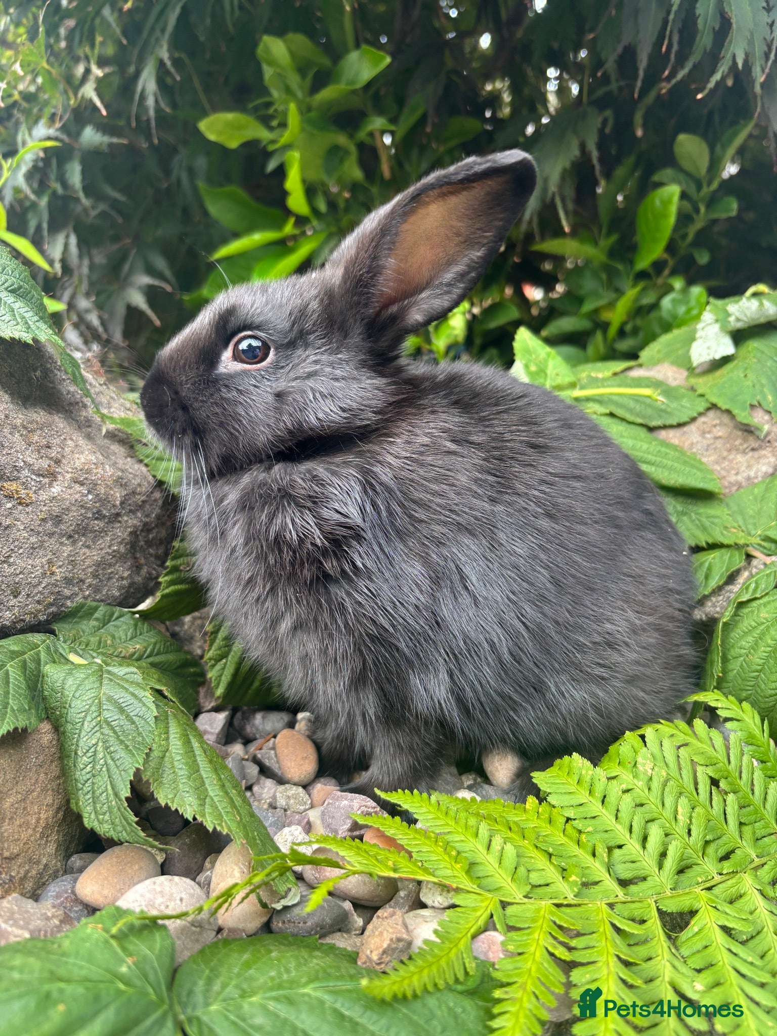 Mixed Breed rabbits netherland dwarf cross - orange / black  - Advert 1