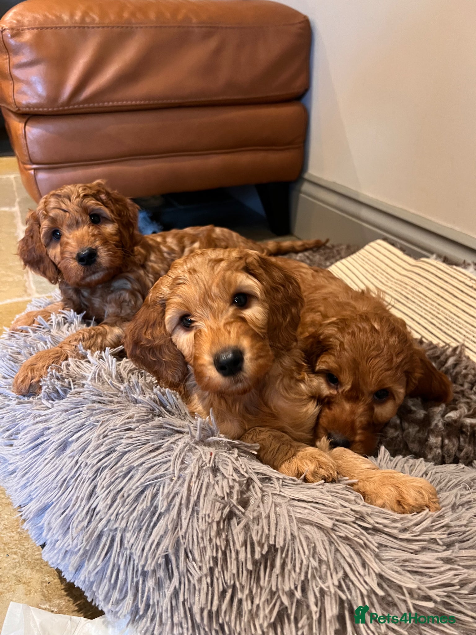 Mini Goldendoodle dogs Ready Now! Mini Irishdoodle health tested parents  - Advert 3