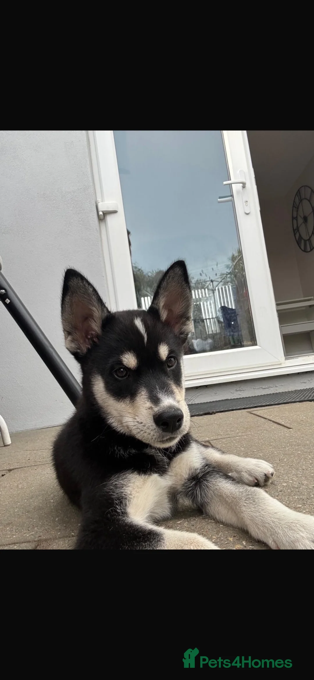 Mixed Breed dogs for sale: Husky x Labrador  - Advert 2
