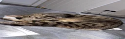 Mixed Breed cats for sale: 2 cats looking for forever home  - Advert 6