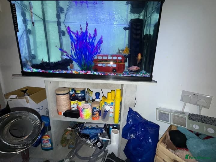 Other/Mixed Breed fish 7 Goldfish & 100L Fish Tank - Advert 11