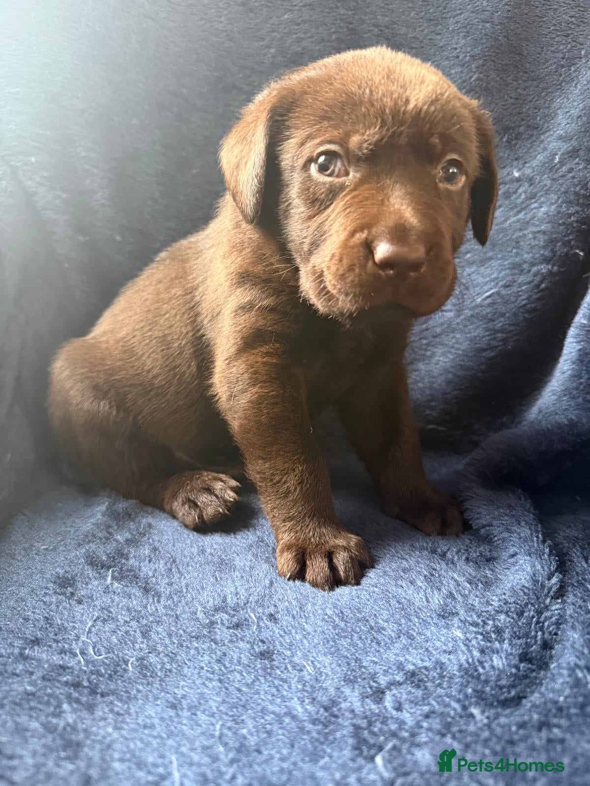 Labrador Retriever dogs Chocolate Labrador Puppies (Only Boys Available) - Advert 2