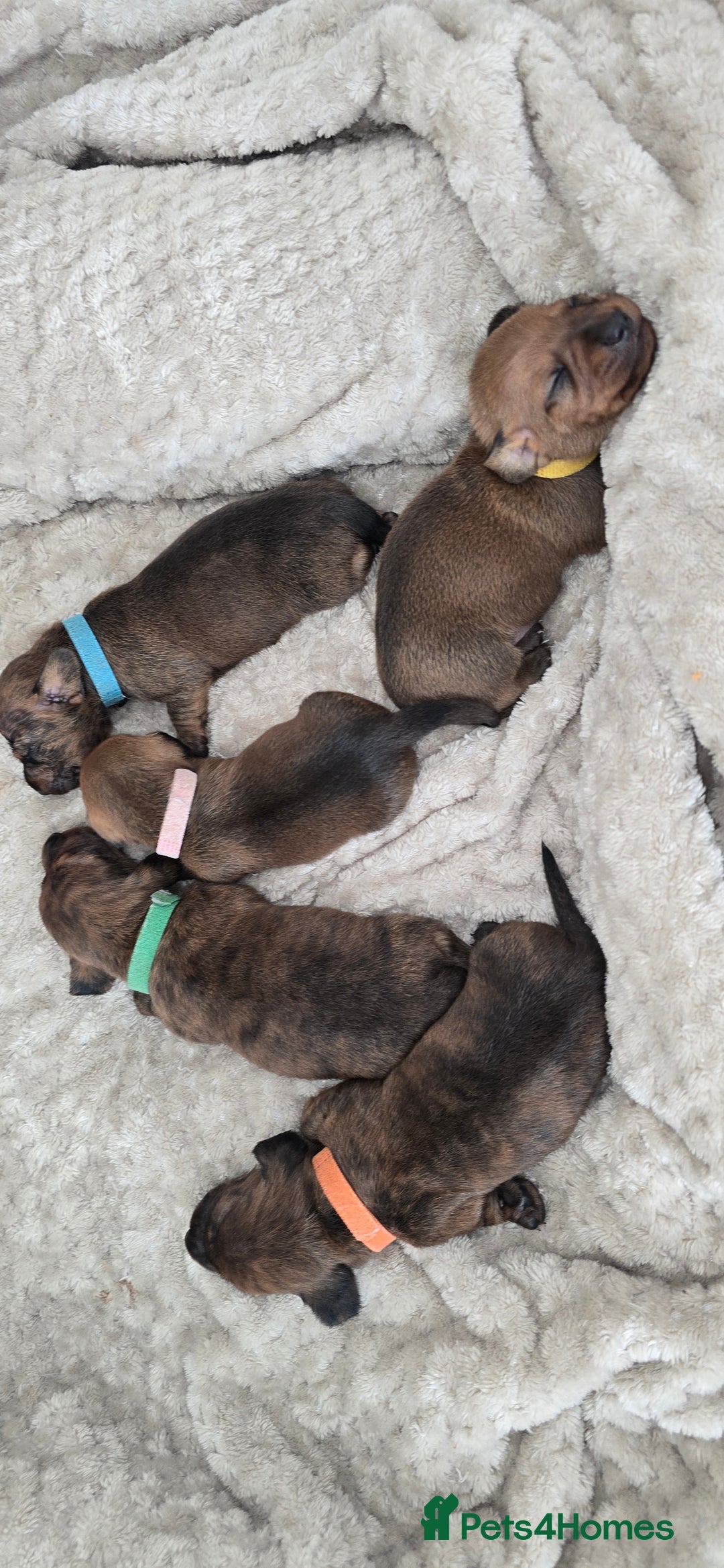 Miniature Dachshund dogs for sale: Miniature dachshund  - Image 11