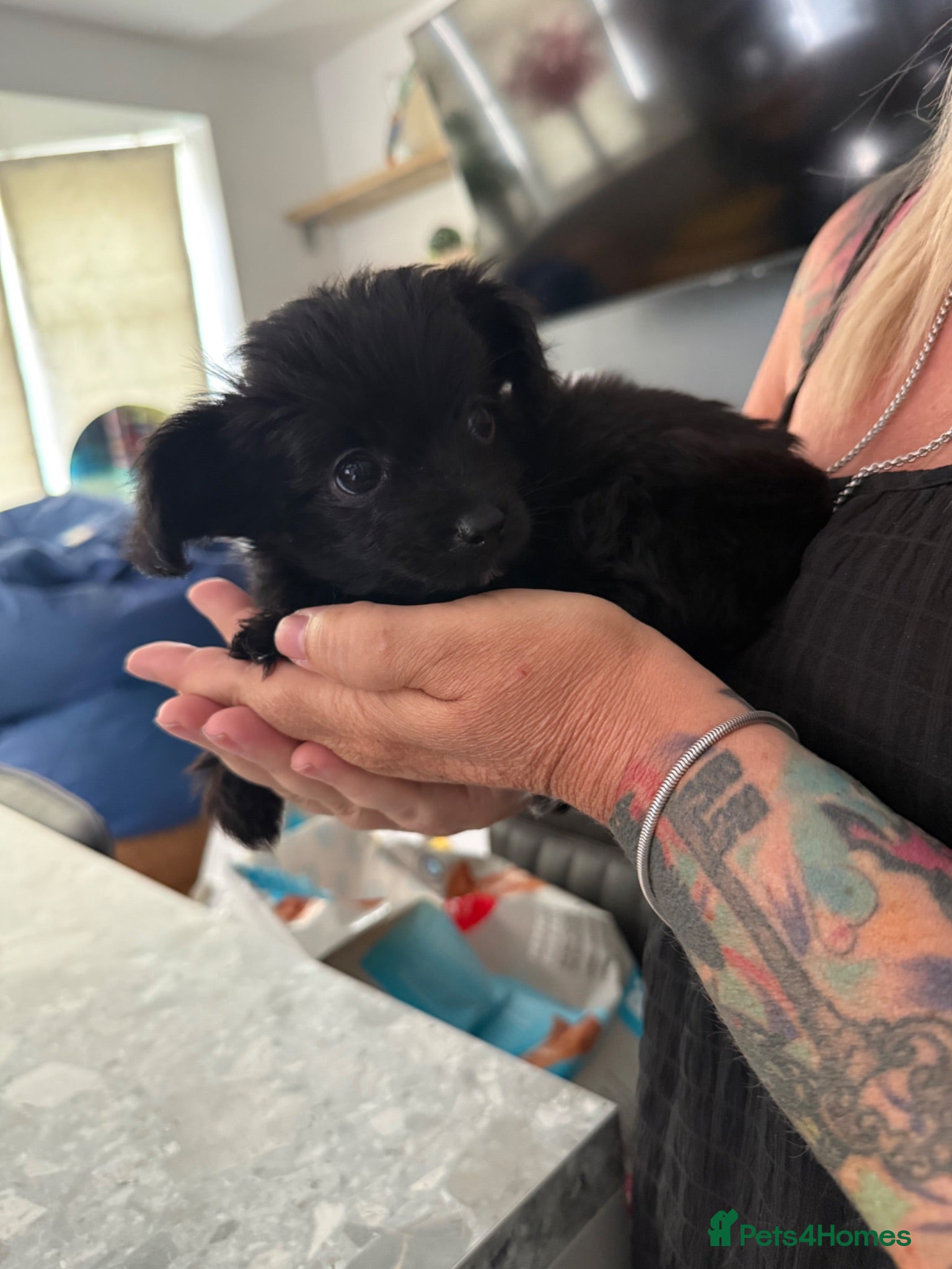 Mixed Breed dogs 2 male yorkiepoos ready to go now !!!  - Advert 10