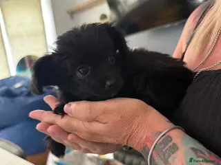 Mixed Breed dogs 2 male yorkiepoos ready to go now !!! - Advert 10