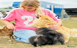 Pomeranian dogs for sale: Perfect poms - Image 23