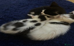 Domestic Shorthair cats for sale: Beautiful dotty kitten  - Image 4