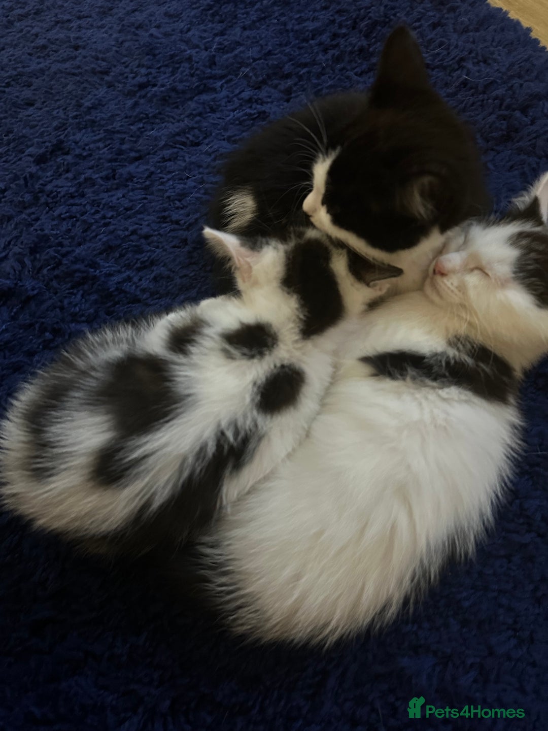 Domestic Shorthair cats for sale: Beautiful dotty kitten  - Image 4