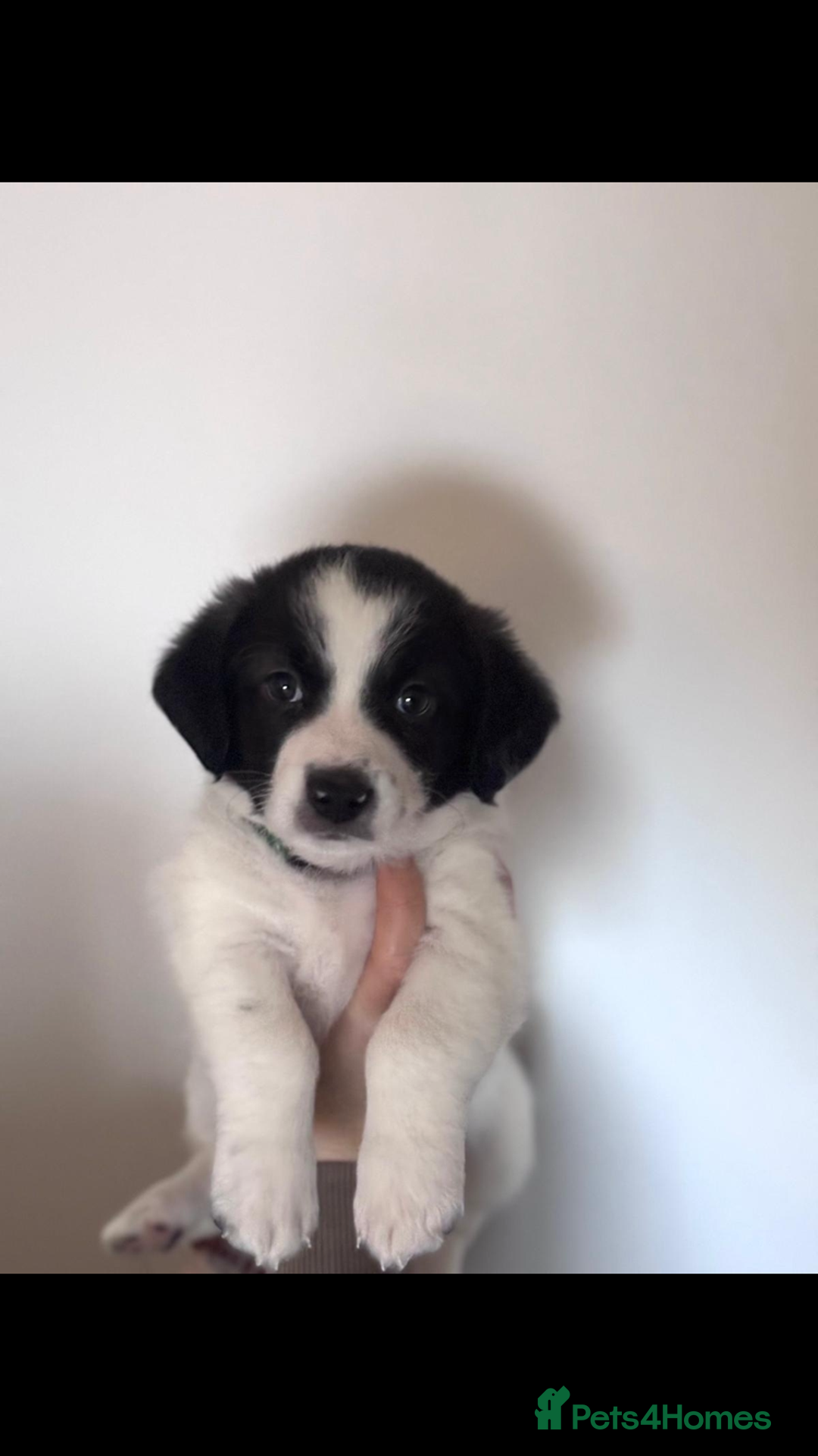 Mixed Breed dogs for sale: Bijon Cross Male Puppy - Advert 5