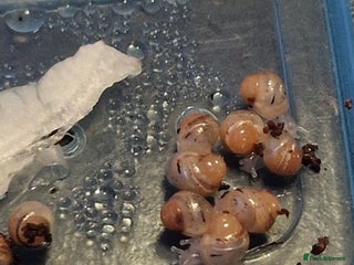 Snails invertebrates - Advert 1