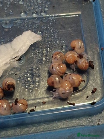 Snails invertebrates - Advert 1