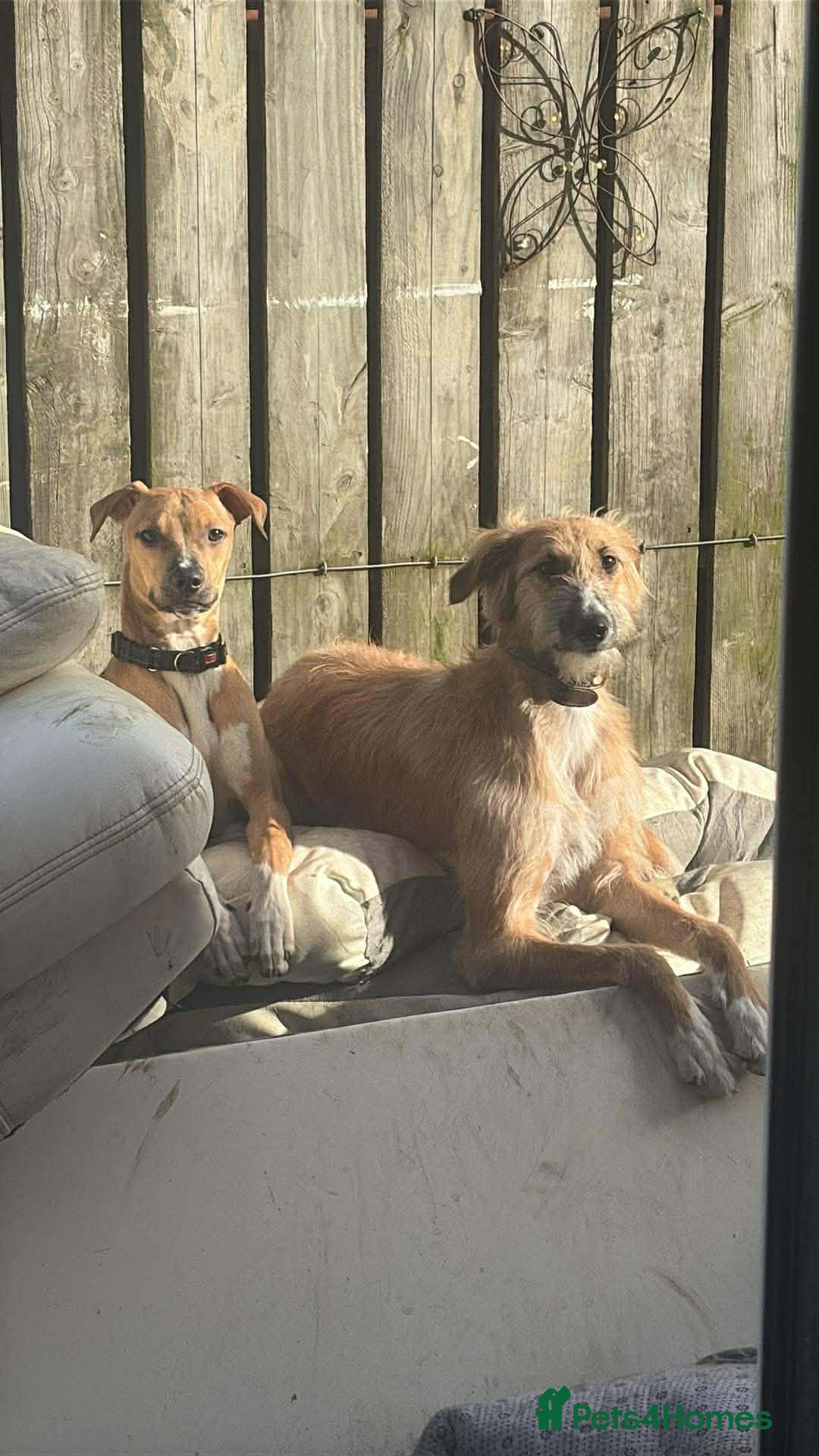 Mixed Breed dogs Beautiful lurcher called maisy  - Advert 3