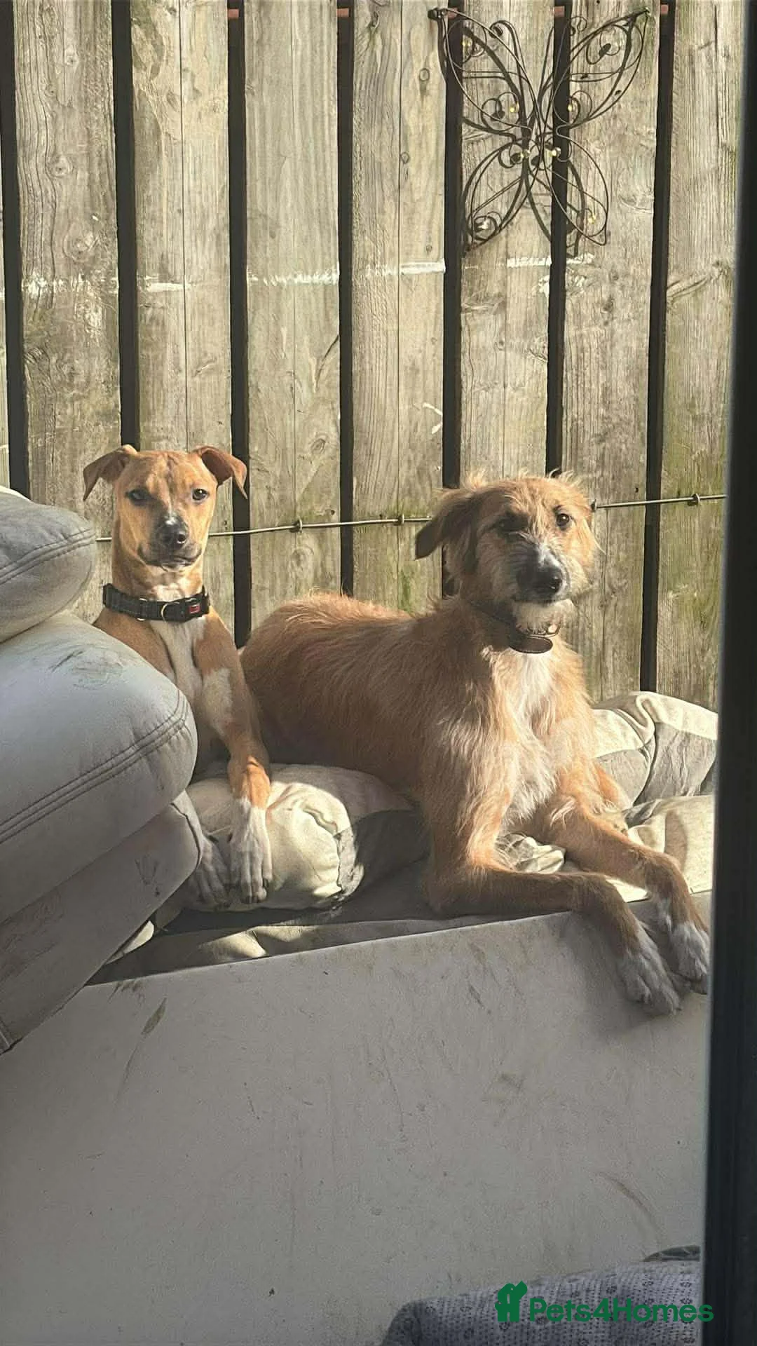 Mixed Breed dogs for sale: Beautiful lurcher called maisy  - Advert 1