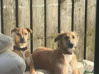 Mixed Breed dogs Beautiful lurcher called maisy - Advert 3