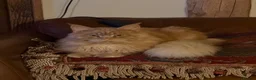 Maine Coon cats for sale: Beautiful Female Maine Coon Kitten - Advert 5