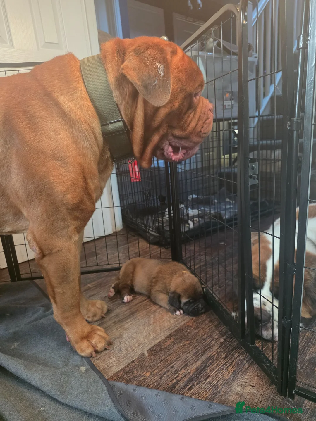 Saint Bernard dogs for sale: Saint de bordeaux puppies  - Advert 2