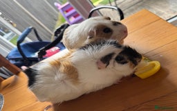 Guinea Pig rodents for sale: Male bonded pair - Image 2